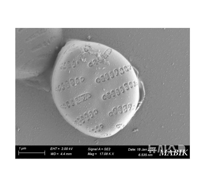 해양생물자원관, 국내 미기록 미세조류서 해양바이오소재 확인 대표 이미지