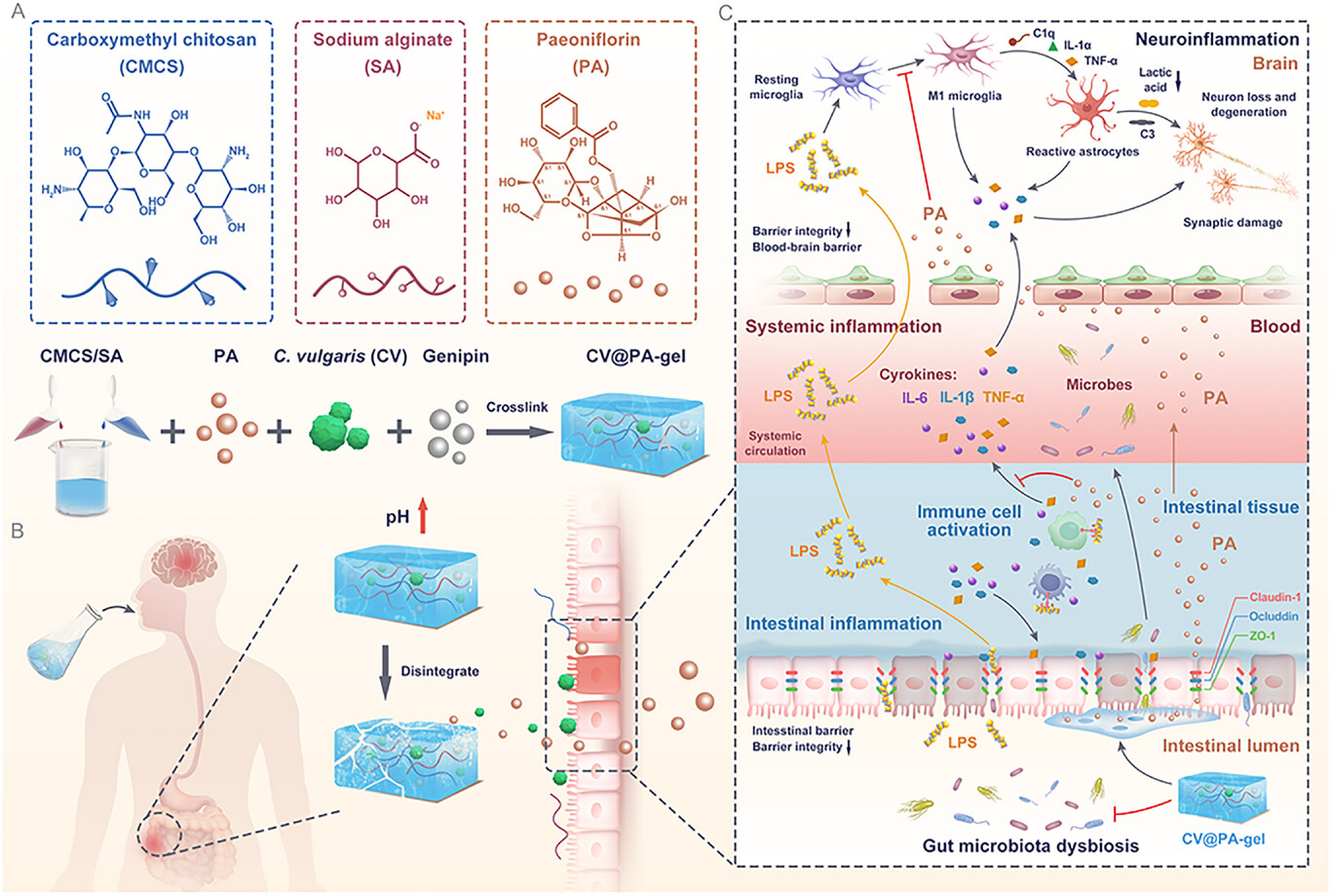 (해조류 유래 하이드로젤을 이용한 염증성 질환 다중(멀티) 바이오마커 탐지 기술) A Synergistic Hydrogel-Microalgae Platform for Dual-Targeting of Intestinal and Neuroimmune Dysfunction in Inflammatory Bowel Disease